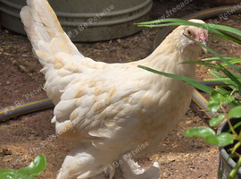 Sablepoot Pullets