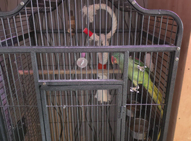 Alexander parrot