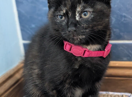 Kittens