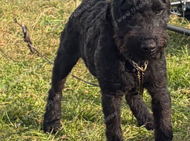 Black Lakeland/fell dog pup