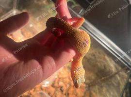 Lepored geko