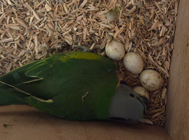 Moustache parakeets **Breeding pair**