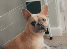 Bella is looking for a home