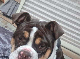 english bulldog