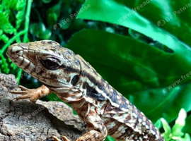 Red Tegu at Birmingham Reptiles