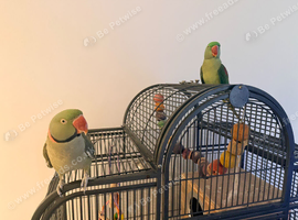 One male and One female Alexandrine Parrot, BONDED