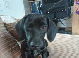 Female puppy