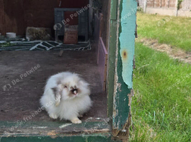 White Adult Mini luon lop 13 months old
