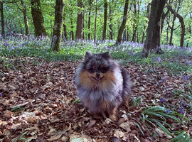 Beautiful Blue & Tan Merle Pomeranian
