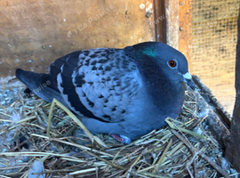 A nice pair of pigeons