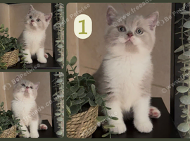 GCCF Stunning British Shorthair Kittens