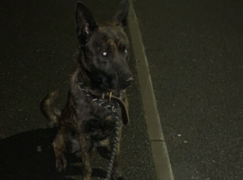 Belgian malinois for sale