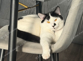 Tuxedo Cat