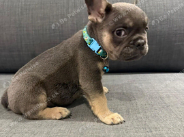Male French bulldog puppies