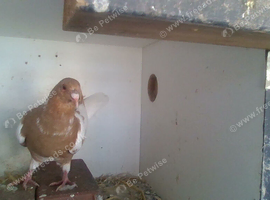 for swop  2 pair of lahore pigeons and  iraians
