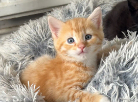 Mixed with Maine Coon kittens all male