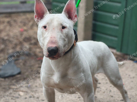english bull terrier male