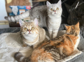 Full Pedigree Kittens