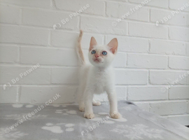 Ragdoll cross male kitten ready now