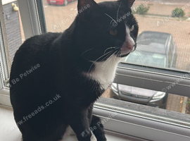Very nice cat