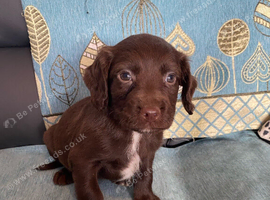 Beautiful cocker spaniel puppies