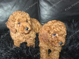 Miniature poodles girls