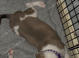 Staffy cross lab