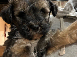 Tibetan Terrier puppy