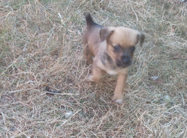 Jackrussle terrier puppies