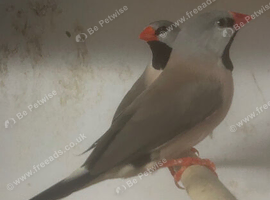 Pair of hex finches