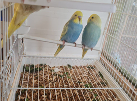 Baby budgies