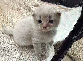 Ragdoll kittens