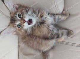 Mainecoon kittens for sale