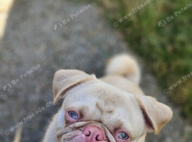 Pink pug