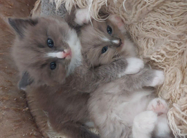 RAGDOLL KINGS