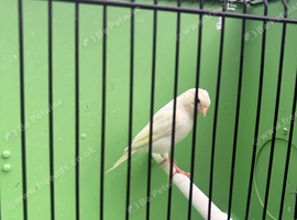 Canary's