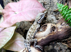 Rankins Dragons at Birmingham  Reptiles
