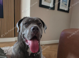 10 month old cane corso
