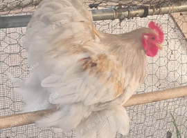 Pekin cockerels