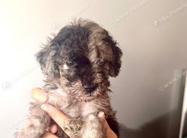 Cockapoo puppies