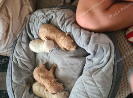 Puppies for sale girls 2500 and boys 2000