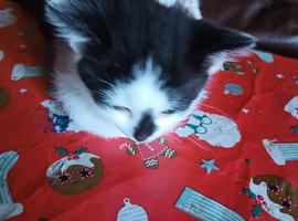 8 week old kittens