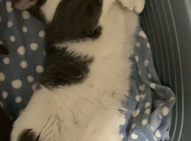 White and grey cat