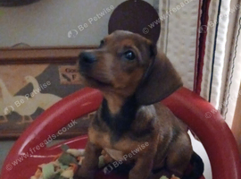 Jackhound Puppies