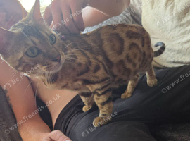 Female bengal
