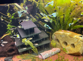 HB yellow guppies &pound;10 a pair or &pound;10 for 4 fry