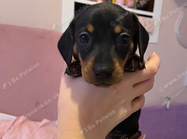 2 stunning dachshund girl pups