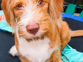 1 Year Old Boy Cockapoo
