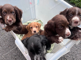 KC reg cocker spaniel pups