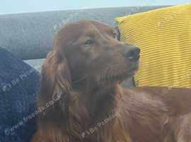 KC reg Irish Setter - Working Lines